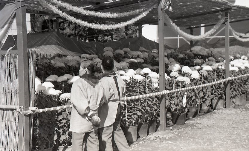 1973　菊花展151.jpg